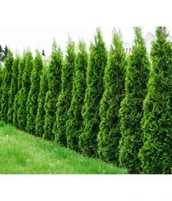 Lebensbaum 'Smaragd' -Haus Pflanzen Welt 7513922 WE MO 001 LebensbaumSmaragdThujaFotolia 64537582