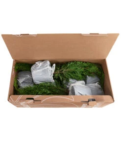 1 Meter Lebensbaum 'Smaragd', 4 X Ca. 60-70 Cm -Haus Pflanzen Welt 7515711 PR FS 002 ThujaSmaragd1MeterDehnerExpressHerzig