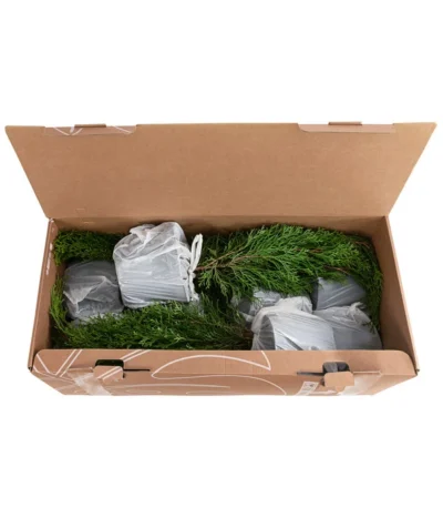 1 Meter Lebensbaum 'Smaragd', 4 X Ca. 60-70 Cm 7 1 Meter Lebensbaum 'Smaragd', 4 X Ca. 60-70 Cm -Haus Pflanzen Welt 7515711 PR FS 002 ThujaSmaragd1MeterDehnerExpressHerzig