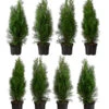 2 Meter Lebensbaum 'Smaragd', 8 X Ca. 60-70 Cm -Haus Pflanzen Welt 7515729 PR FS 001 ThujaSmaragd2MeterDehnerExpressHerzig