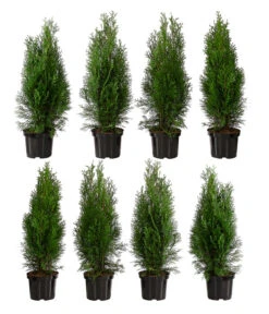 2 Meter Lebensbaum 'Smaragd', 8 X Ca. 60-70 Cm