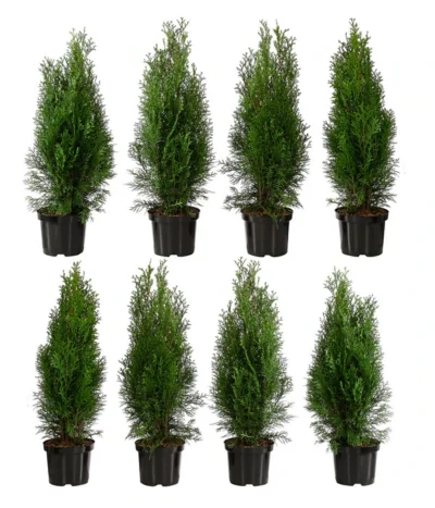 2 Meter Lebensbaum 'Smaragd', 8 X Ca. 60-70 Cm