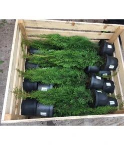 18 Meter Lebensbaum 'Smaragd', 60 X Ca. 60-80 Cm 10 18 Meter Lebensbaum 'Smaragd', 60 X Ca. 60-80 Cm -Haus Pflanzen Welt 7516685 PR DE 001 ThujaPalette5L