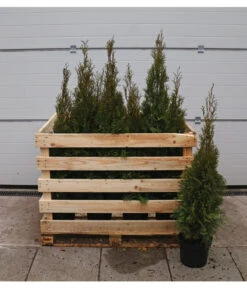 13 Meter Lebensbaum 'Smaragd', 40 X Ca. 80-100 Cm -Haus Pflanzen Welt 7517592 WE FS 002 ThujaSmaragdC7 5