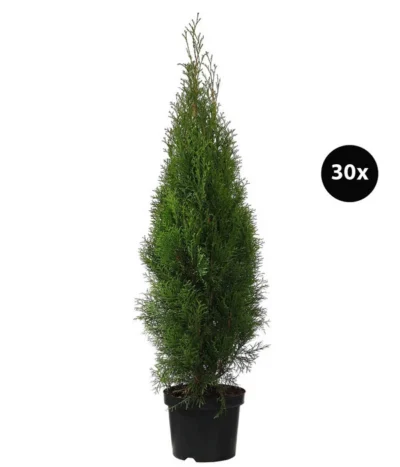 12 Meter Lebensbaum 'Smaragd', 30 X Ca. 100-125 Cm