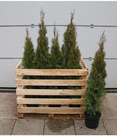 12 Meter Lebensbaum 'Smaragd', 30 X Ca. 100-125 Cm -Haus Pflanzen Welt 7517600 WE FS 002 ThujaSmaragdC10