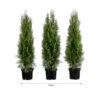 1 Meter Lebensbaum 'Smaragd', 3 X Ca. 80-100 Cm 2 1 Meter Lebensbaum 'Smaragd', 3 X Ca. 80-100 Cm -Haus Pflanzen Welt 7517634 WE FS 002 ThujaSmaragd1