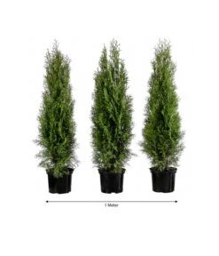 1 Meter Lebensbaum 'Smaragd', 3 X Ca. 80-100 Cm
