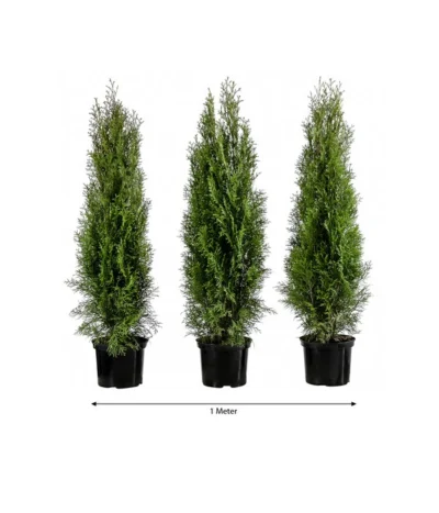 1 Meter Lebensbaum 'Smaragd', 3 X Ca. 80-100 Cm