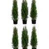 2 Meter Lebensbaum 'Smaragd', 6 X Ca. 80-100 Cm 2 2 Meter Lebensbaum 'Smaragd', 6 X Ca. 80-100 Cm -Haus Pflanzen Welt 7517642 WE FS 001 ThujaSmaragd2m