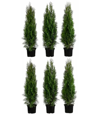 2 Meter Lebensbaum 'Smaragd', 6 X Ca. 80-100 Cm