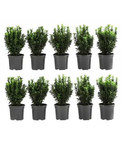 2 Meter Säulen-Spindelstrauch 'Green Rocket', 10 X Ca. 25 Cm