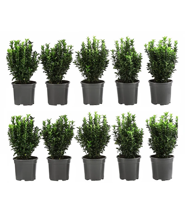 2 Meter Säulen-Spindelstrauch 'Green Rocket', 10 X Ca. 25 Cm 3 2 Meter Säulen-Spindelstrauch 'Green Rocket', 10 X Ca. 25 Cm