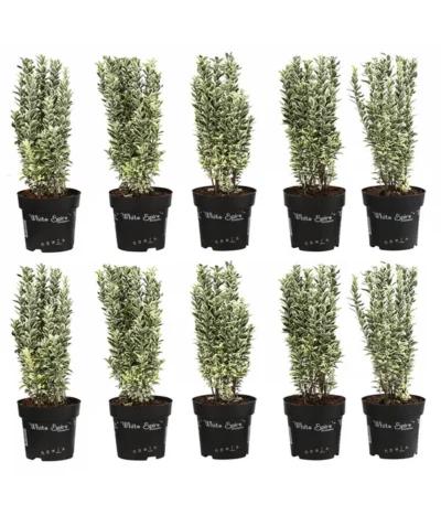 2 Meter Spindelstrauch 'White Spire', 10 X Ca. 40-45 Cm