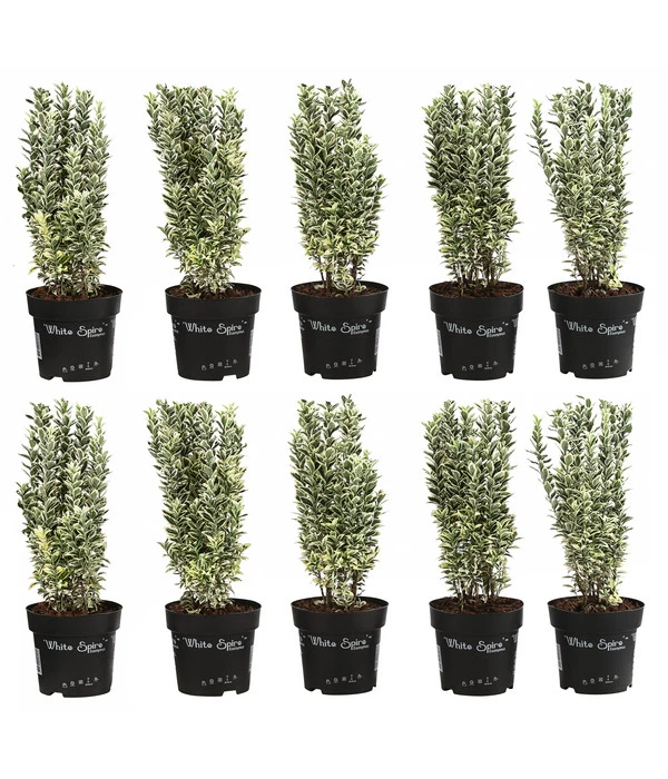 2 Meter Spindelstrauch 'White Spire', 10 X Ca. 40-45 Cm 3 2 Meter Spindelstrauch 'White Spire', 10 X Ca. 40-45 Cm