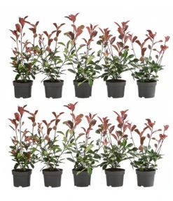 2-3 Meter Purpur-Glanzmispel 'Red Robin', 10 X Ca. 35 Cm