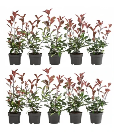 2-3 Meter Purpur-Glanzmispel 'Red Robin', 10 X Ca. 35 Cm