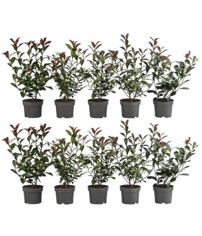 2-3 Meter Purpur-Glanzmispel 'Carre Rouge', 10 X Ca. 35 Cm