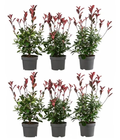 2 Meter Purpur-Glanzmispel 'Red Robin', 6 X Ca. 60 Cm