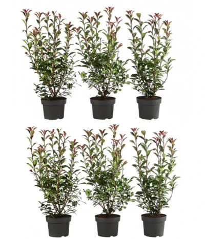 2 Meter Purpur-Glanzmispel 'Carre Rouge', 6 X Ca. 60 Cm