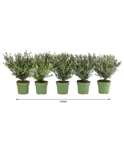 1 Meter Berg-Ilex 'Glory Gem', 5 X Ca. 35 Cm