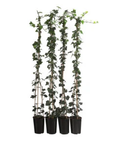 1 Meter Großblättriger Efeu 'Hibernica', 4 X Ca. 150 Cm