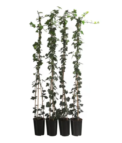1 Meter Großblättriger Efeu 'Hibernica', 4 X Ca. 150 Cm