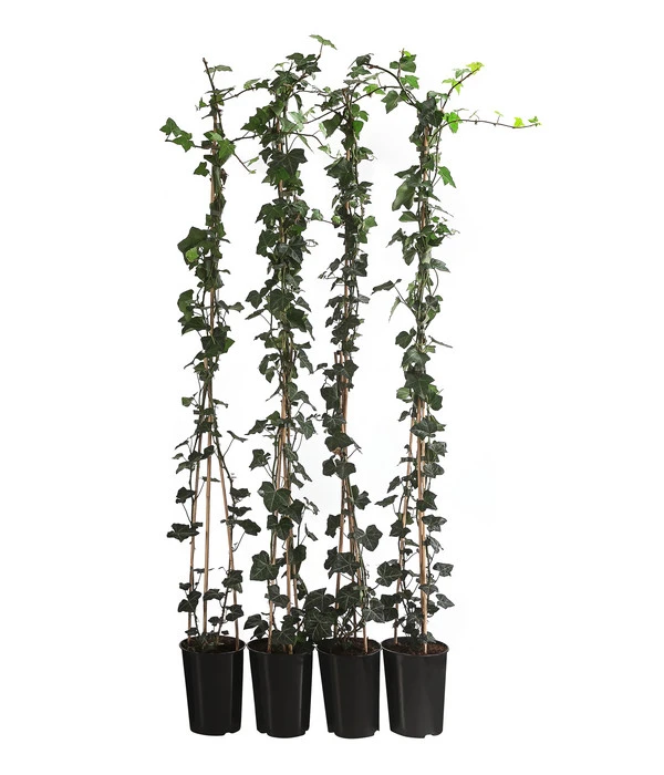 1 Meter Großblättriger Efeu 'Hibernica', 4 X Ca. 150 Cm 3 1 Meter Großblättriger Efeu 'Hibernica', 4 X Ca. 150 Cm