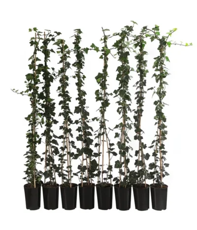 2 Meter Großblättriger Efeu 'Hibernica', 8 X Ca. 150 Cm
