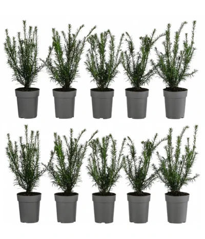 2-3 Meter Europäische Eibe, 10 X Ca. 30 Cm