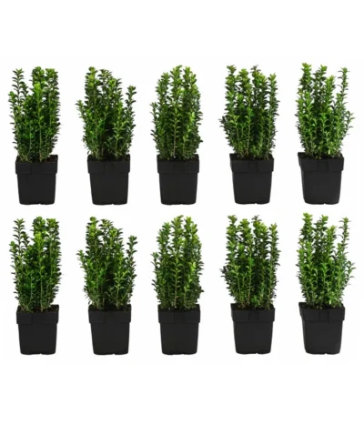 2 Meter Gewöhnlicher Buchs, 10 X Ca. 30 Cm