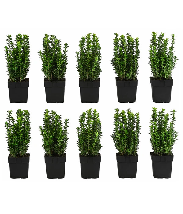 2 Meter Gewöhnlicher Buchs, 10 X Ca. 30 Cm 3 2 Meter Gewöhnlicher Buchs, 10 X Ca. 30 Cm