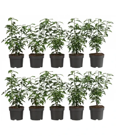 2-3 Meter Portugiesischer Kirschlorbeer 'Angustifolia', 10 X Ca. 30-35 Cm