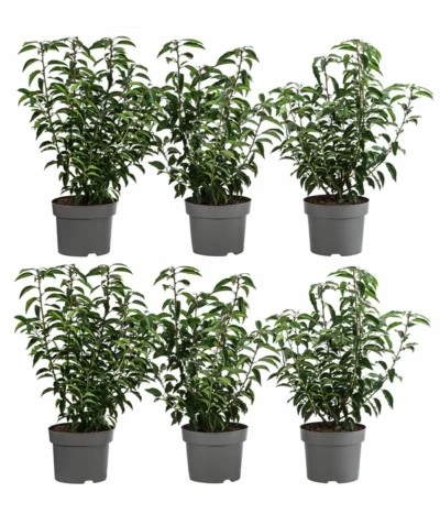 2 Meter Portugiesischer Kirschlorbeer 'Angustifolia', 6 X Ca. 40-60 Cm