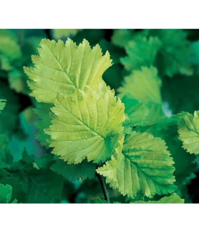 Gold-Ulme 'Wredei' 9 Gold-Ulme 'Wredei' -Haus Pflanzen Welt 7527187 BildD 001 GoldUlmeWredeiUlmusCarpWredei