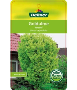 Gold-Ulme 'Wredei' 7 Gold-Ulme 'Wredei' -Haus Pflanzen Welt 7527187 GoldulmeWredei Etikett 1