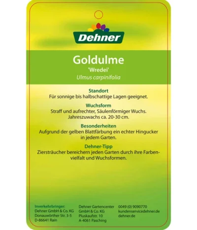 Gold-Ulme 'Wredei' 8 Gold-Ulme 'Wredei' -Haus Pflanzen Welt 7527187 GoldulmeWredei Etikett 2