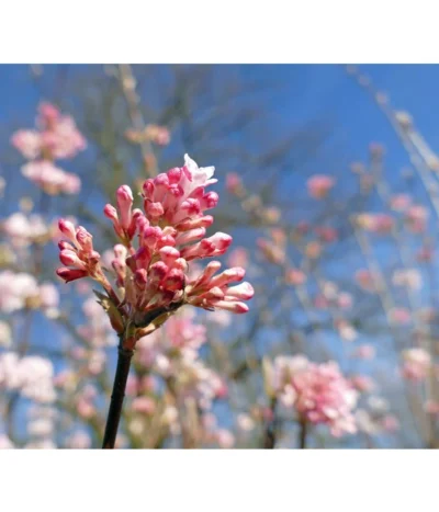 Winter-Schneeball 'Dawn'