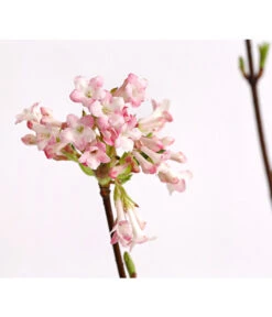 Winter-Schneeball 'Dawn' -Haus Pflanzen Welt 7532807 WE DE 001 ViburnumBodnDawn3LDehnerExpressHerzig