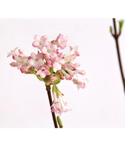 Winter-Schneeball 'Dawn' 7 Winter-Schneeball 'Dawn' -Haus Pflanzen Welt 7532807 WE DE 001 ViburnumBodnDawn3LDehnerExpressHerzig