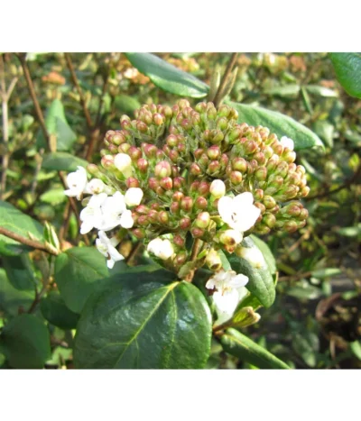 Wintergrüner Schneeball 'Burkwoodii'