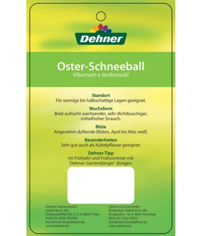Wintergrüner Schneeball 'Burkwoodii' -Haus Pflanzen Welt 7533391 OsterSchneeball Etikett 2