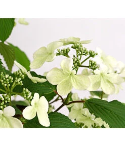 Japanischer Schneeball 'Kilimandjaro' -Haus Pflanzen Welt 7533458 WE DE 001 ViburnumPlicatumImmergruenerSchneeballKilimandjaro3LDehnerExpressHerzig