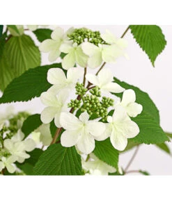 Schneeball 'Kilimandjaro Sunrise'