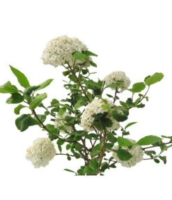 Großblumiger Duft-Schneeball -Haus Pflanzen Welt 7533623 BildFS 001 GrossblumigerDuftSchneeballVibCarlcephalum