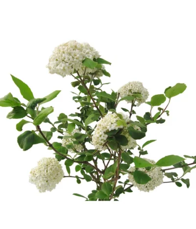 Großblumiger Duft-Schneeball 9 Großblumiger Duft-Schneeball -Haus Pflanzen Welt 7533623 BildFS 001 GrossblumigerDuftSchneeballVibCarlcephalum