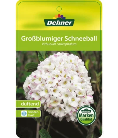 Großblumiger Duft-Schneeball 10 Großblumiger Duft-Schneeball -Haus Pflanzen Welt 7533623 Duftschneeball Etikett 01