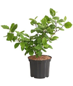 Großblumiger Duft-Schneeball -Haus Pflanzen Welt 7533623 WE FS 001 ViburnumXCarlcephalumSchneeball5LDehnerExpressHerzig