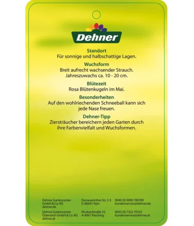 Duft-Schneeball 'Aurora' -Haus Pflanzen Welt 7534274 DuftschneeballAurora Etikett 02