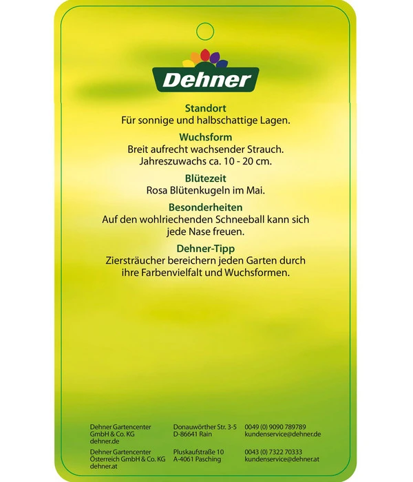 Duft-Schneeball 'Aurora' 5 Duft-Schneeball 'Aurora' – Bild 3